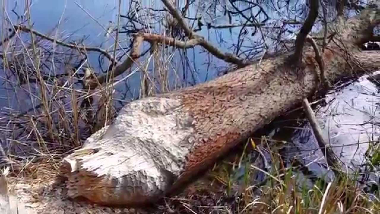 Dolina Samicy, stawy, okolice Kiekrza, Rokietnicy