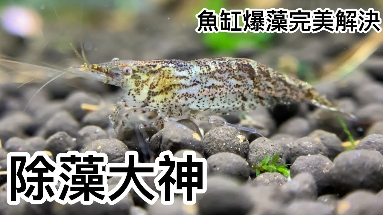 爆藻魚缸黑殼蝦輕鬆清理 | 40隻蝦除藻 | 藻類吃光光 |