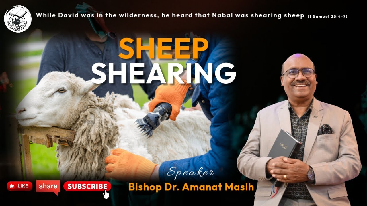 Sheep Shearing.