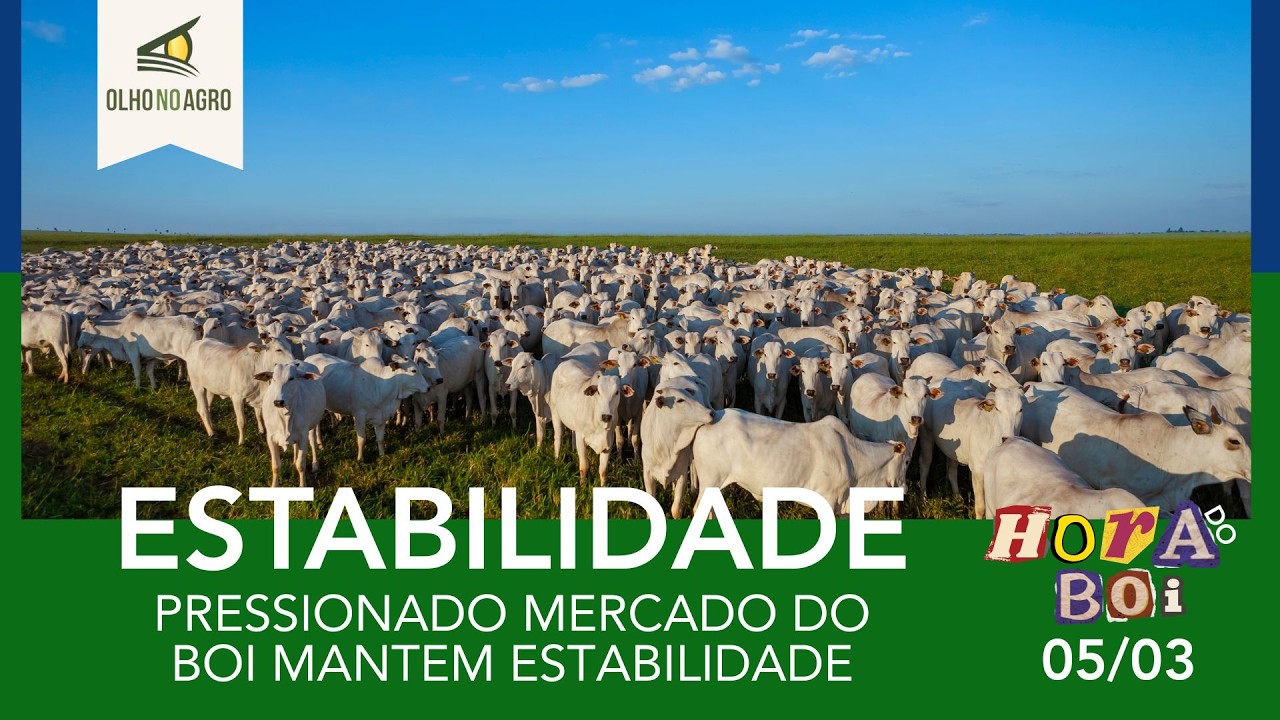 HORA DO BOI 05/03 - PRESSIONADO MERCADO DO BOI MANTEM ESTABILIDADE