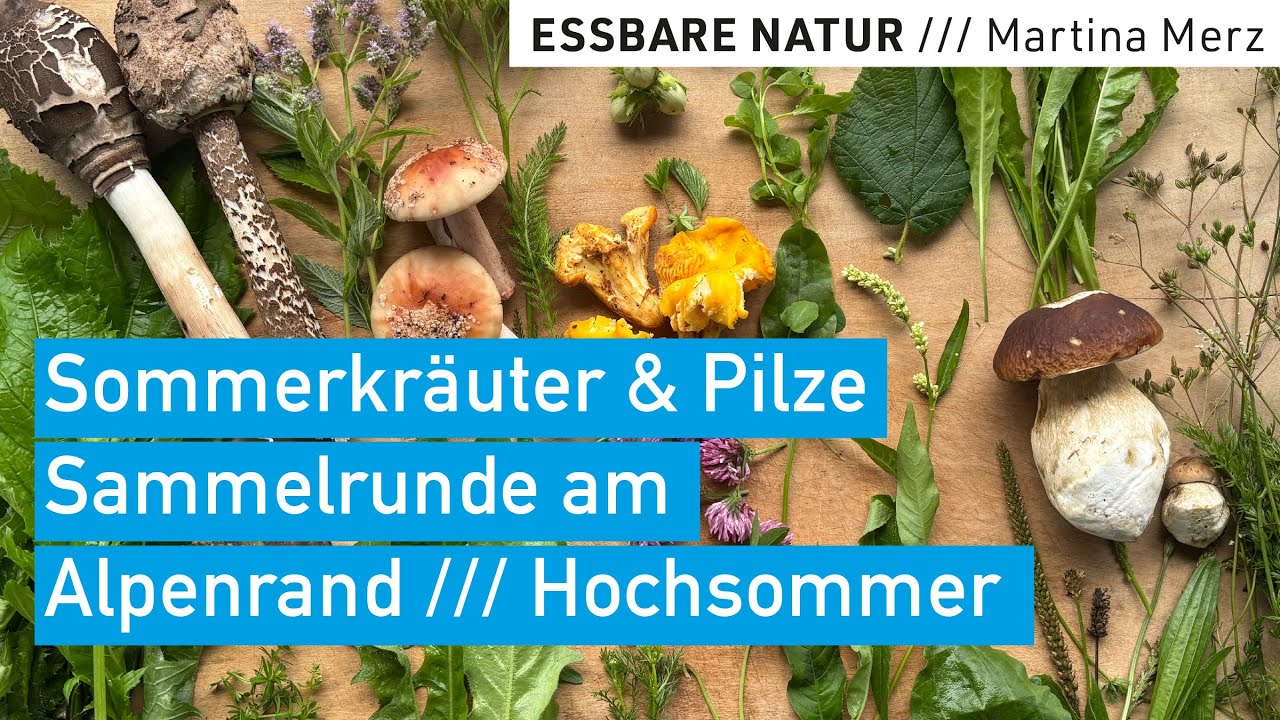 Wildkräuter & Pilze im Hochsommer – Über gute Sammelstellen, wilde Beeren, Fuchsbandwurm & Superfood