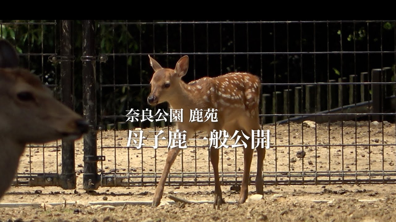 鹿ニュース　子鹿の一般公開始まっています　鹿苑　奈良公園