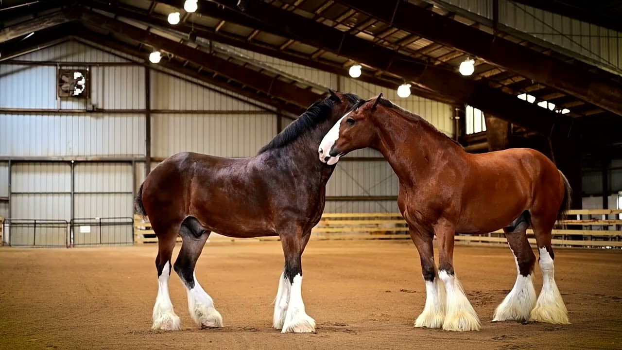 Budweiser Clydesdales | Frying Pan Farm Park