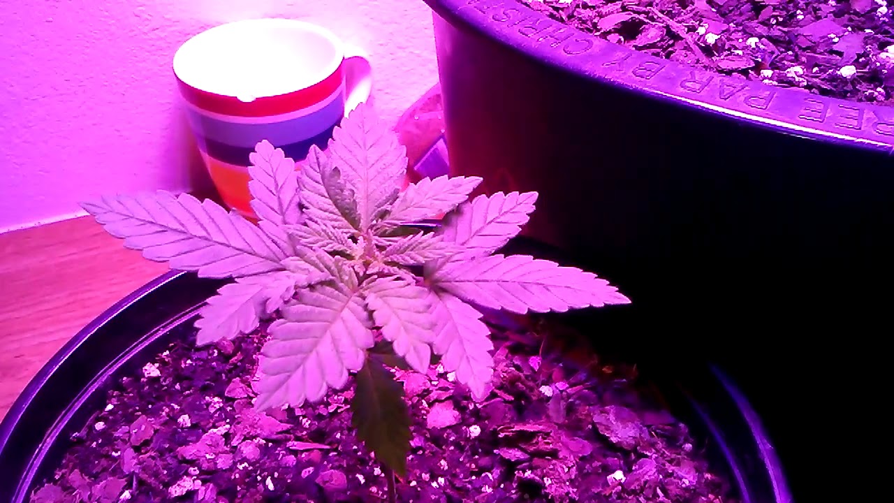 White cookies and sour diesel auto 2017
