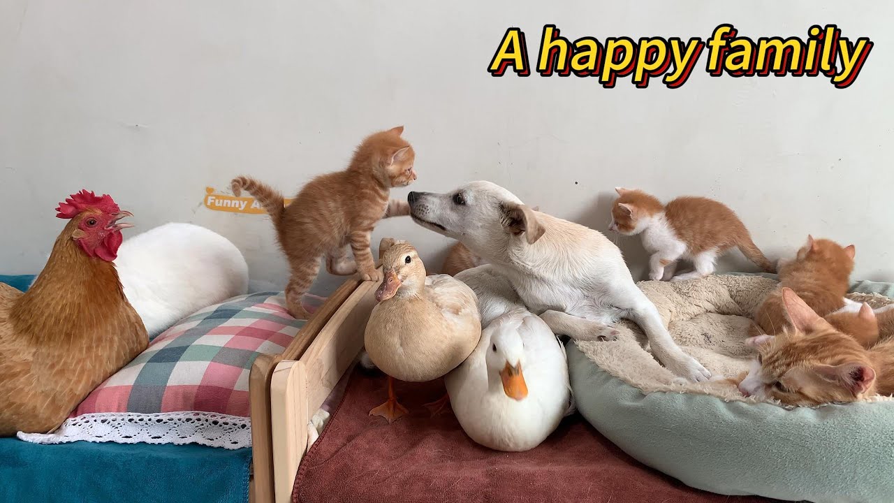 So funny! The puppy doesn't allow anyone to disturb the kittens' sleep! The animals live in peace
