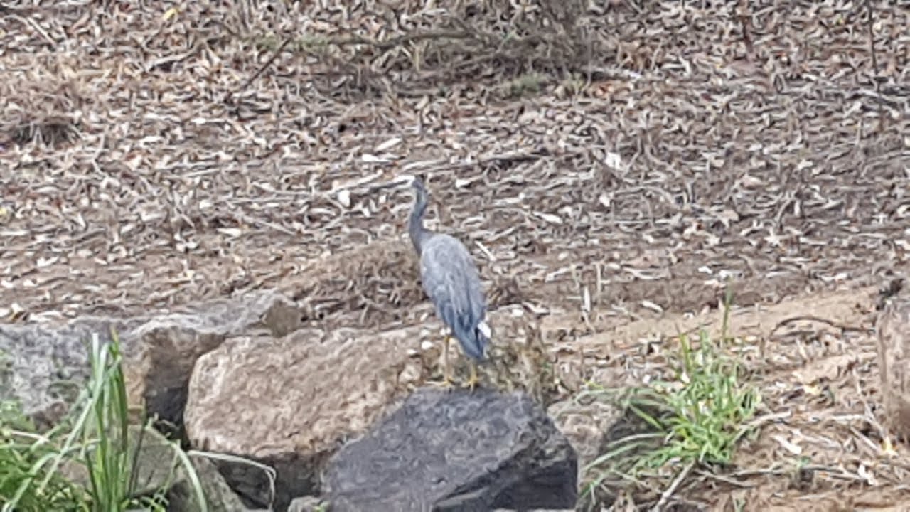 SPRINGFIELD CENTRAL PARKLANDS PART 2. ENJOY 🙂. 