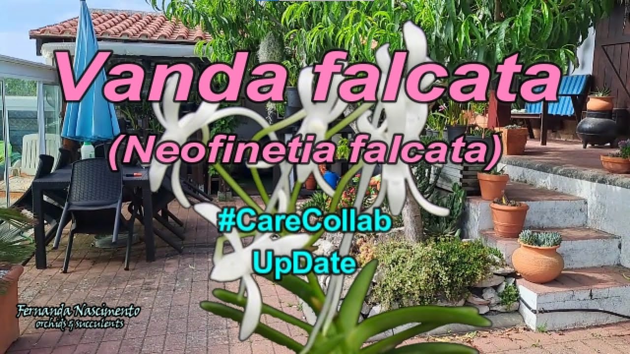 VANDA FALCATA aka Neofinetia falcata #CareCollab update 🌺🌺 LEGENDAS em PORTUGÊS