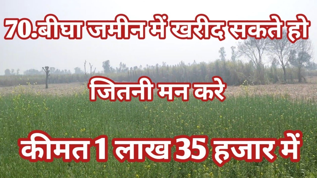 1.लाख 35 हजार रुपए प्रति बीघा बिकाऊ है कच्ची सड़क से लगी टोटल जमीन 70 बीघा agriculture land for sale