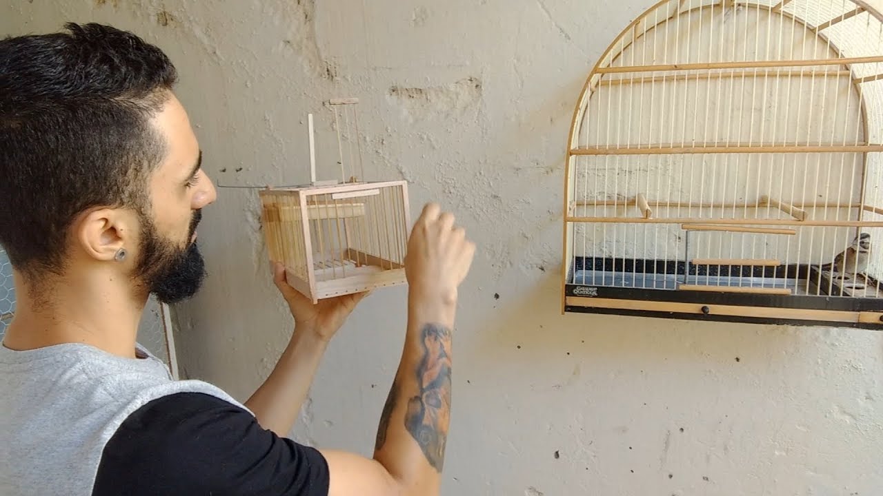 Efetuando corte de unhas sem pegar o p&aacute;ssaro na m&atilde;o!