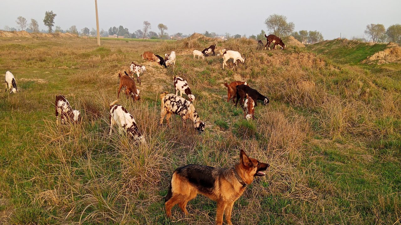 Evening Freedom: Free Range Goat Grazing with My German Shepherd 🐕🌅