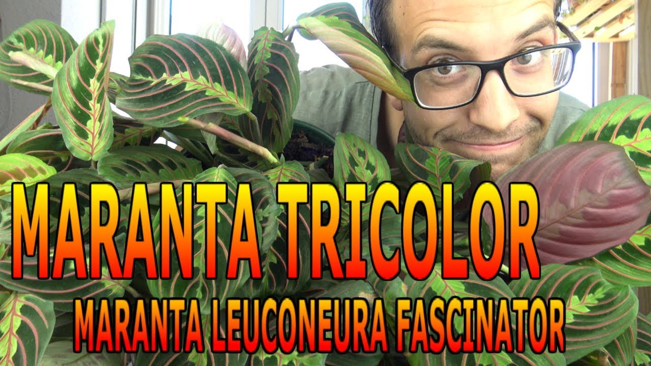 Cómo cuidar una maranta o calathe leuconeura fascinator o maranta tricolor