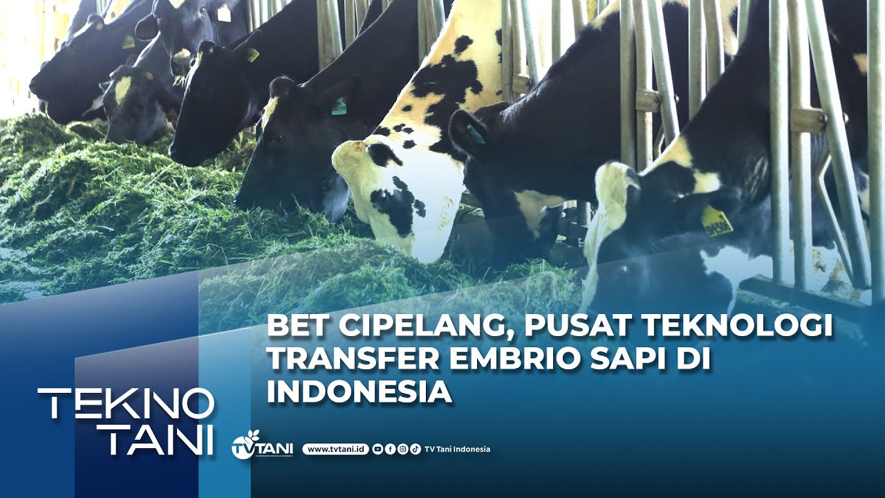 BET Cipelang, Pusat Teknologi Transfer Embrio Sapi di Indonesia