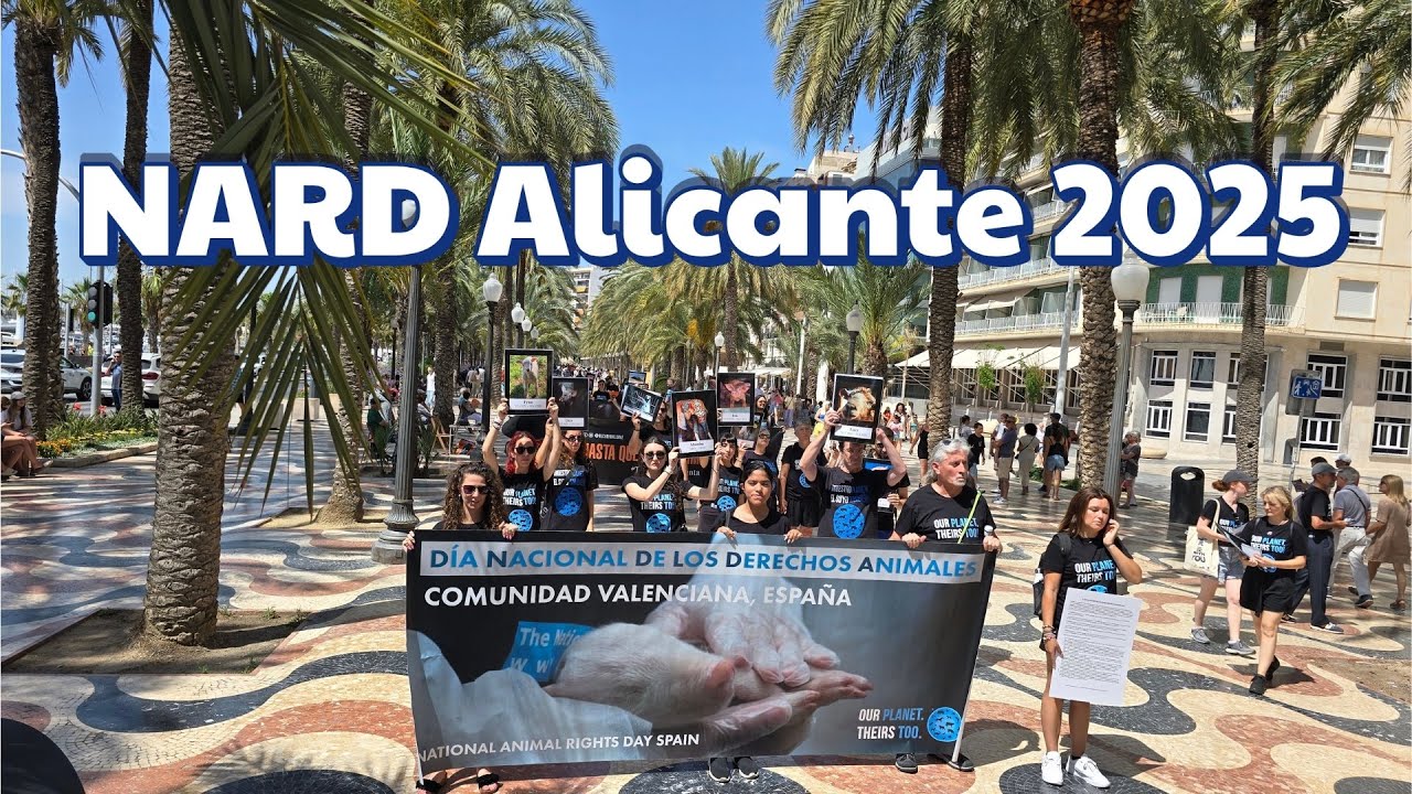 NARD Alicante 2025