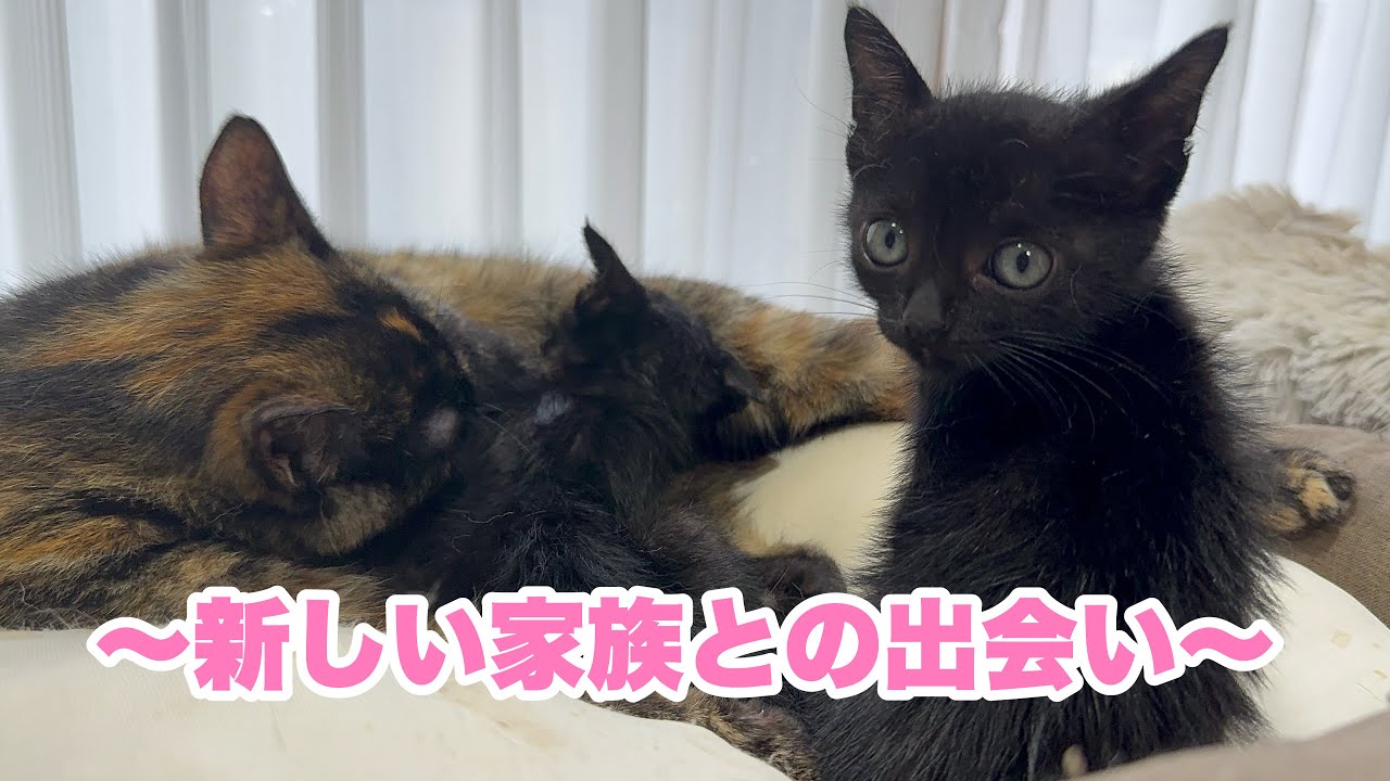 【保護猫】生後一ヶ月の子猫、運命のトライアルが始まる！！