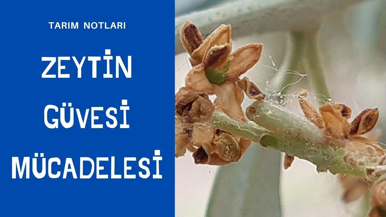 ZEYTİN GÜVESİ MÜCADELESİ . zeytin hastalık ve zararlıları karabiber dökümü ve antraknoz