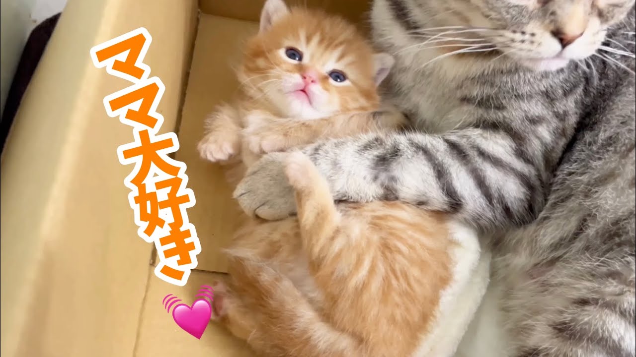 ママに激しく愛されるマンチカンの子猫がかわいすぎる❤️ Tiny Baby kitten💕【生後20日目】