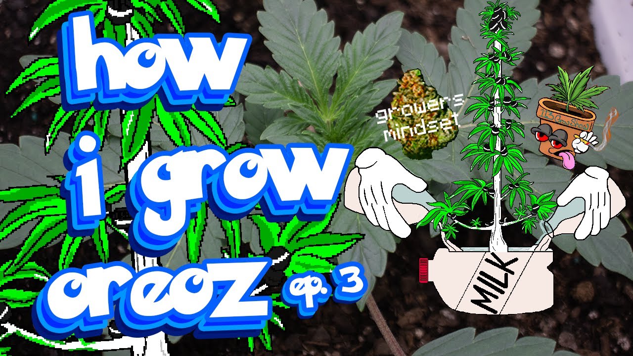 How i grow weed autoflowers - MephistOreoz Seed to Harvest Ep. 3 Organic Natural Farm #seedtoharvest