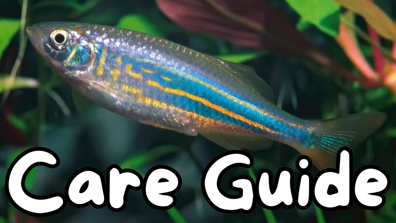 Giant Danio Care Guide