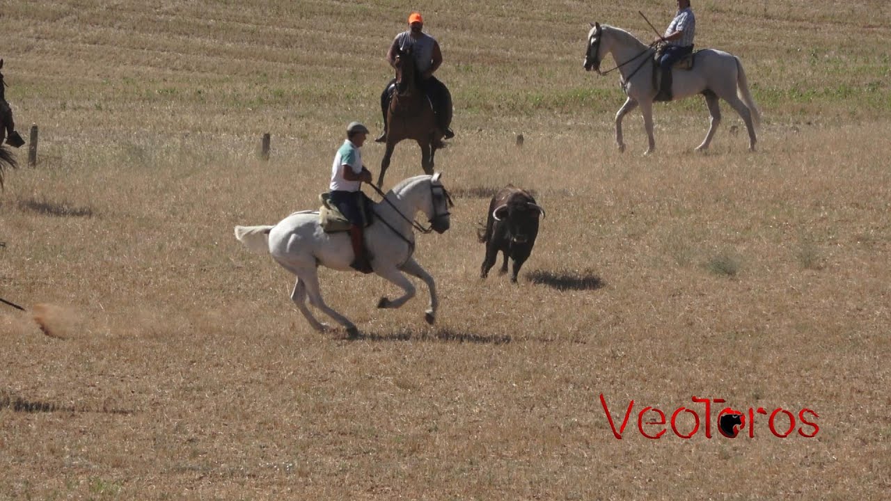 Villaescusa ZA 2023 Encierro campero 2º Toro