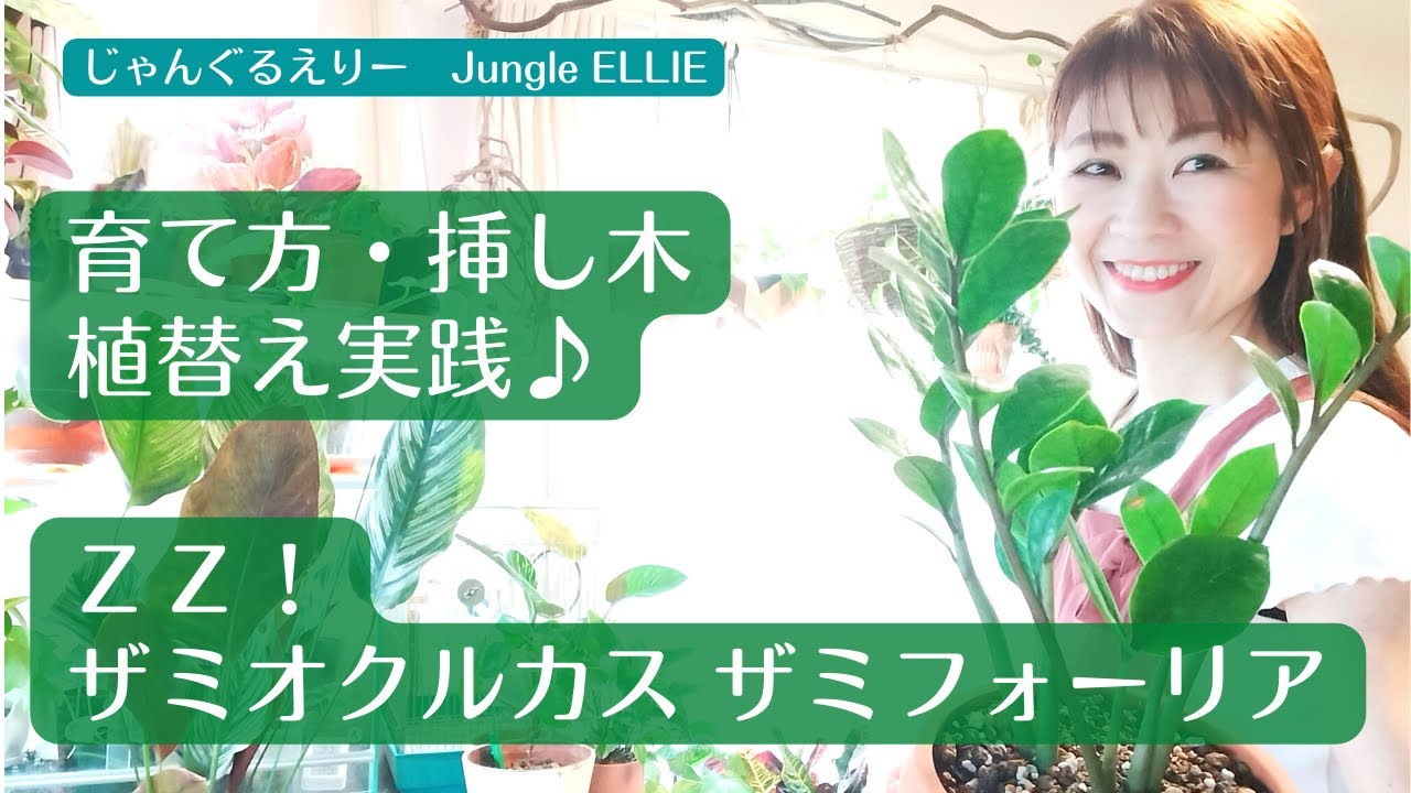 【ザミオクルカス ザミフォーリア育て方・植替え実践】ザミオクルカス ザミフォーリア（ZZプランツ）の特徴・水やり・環境・用土・挿し木のやり方・虫対策について　[観葉植物]ー　Ep.47
