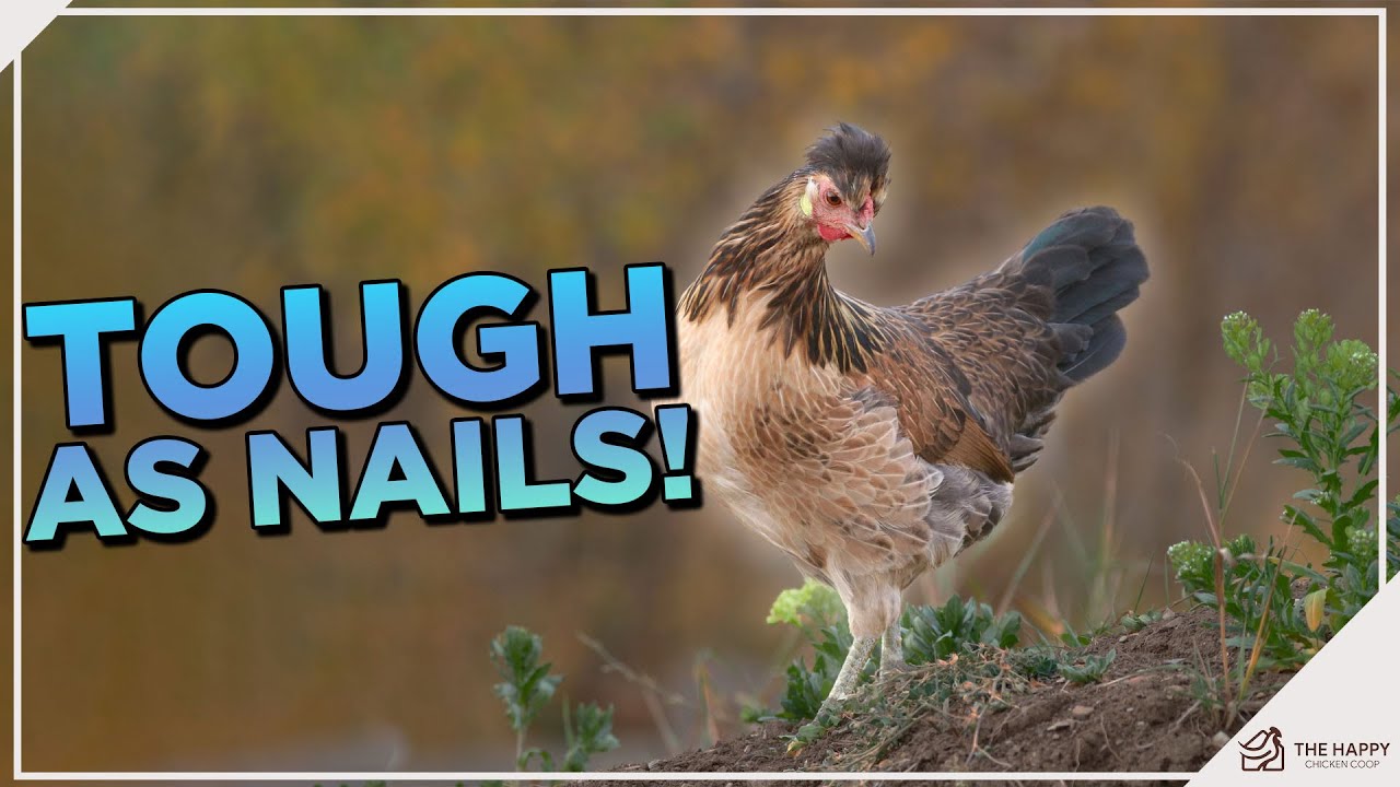 Icelandic Chickens: Unveiling the Allure of this Feathered Vikings