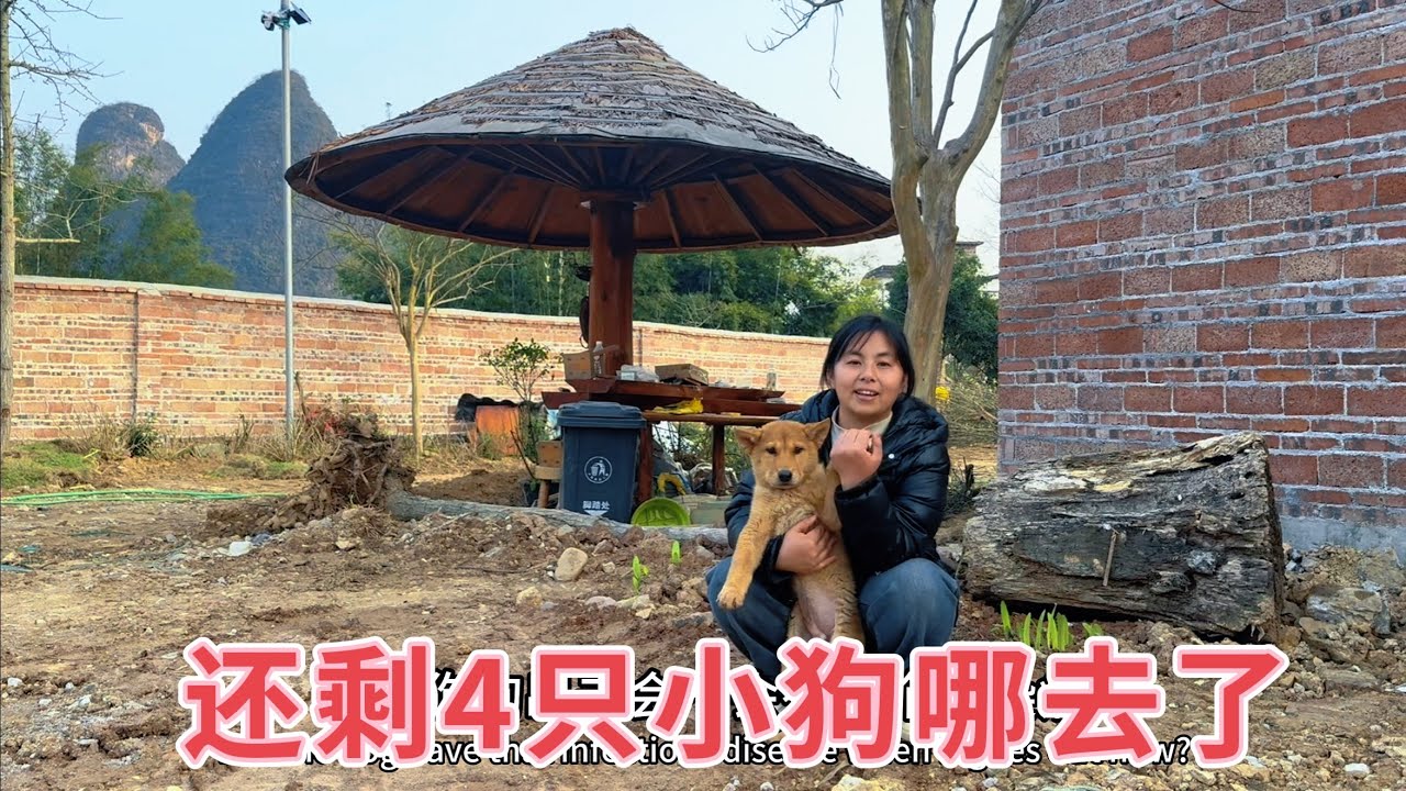 田园犬一胎生11只，很多人都问剩下的4只小狗去哪了？真相原来在这里