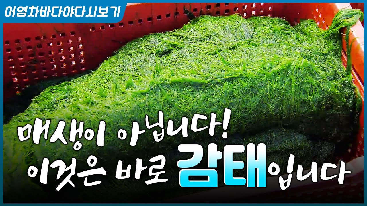 양식도 안되고 농약도 안되고, 갯벌 자연 자체가 내어준 귀한 감태를 소개 합니다 #감태 #완도 #가시파래