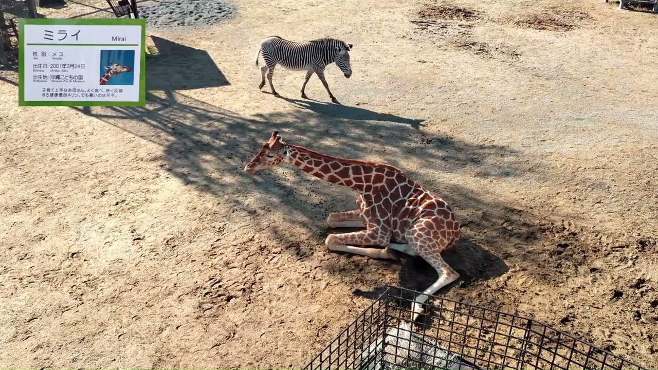 【京都府】京都市動物園　キリン　かゆいところに首が届くミライ