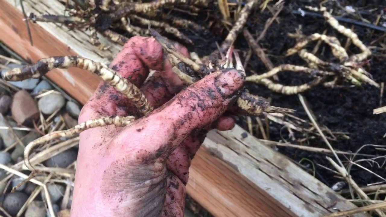 Skirret- harvest and planting