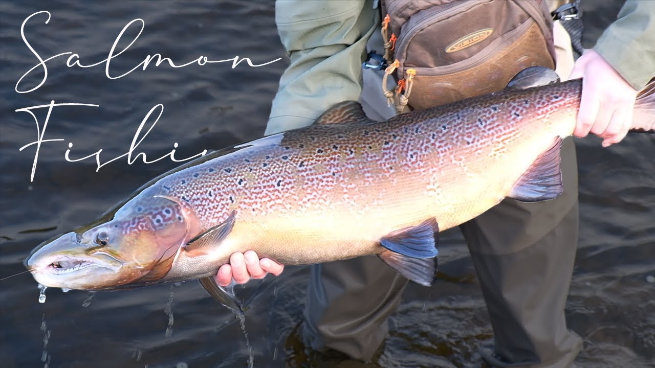 BIG SCOTTISH SALMON - Salmon fishing in Scotland