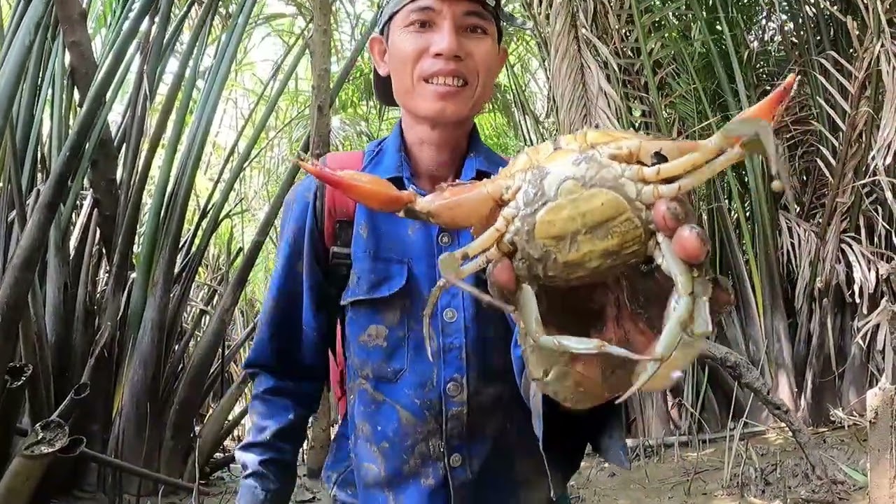 Vào rừng thăm bẫy cua thu phục được cua gạch son khủng cuối mùa còn sót lại