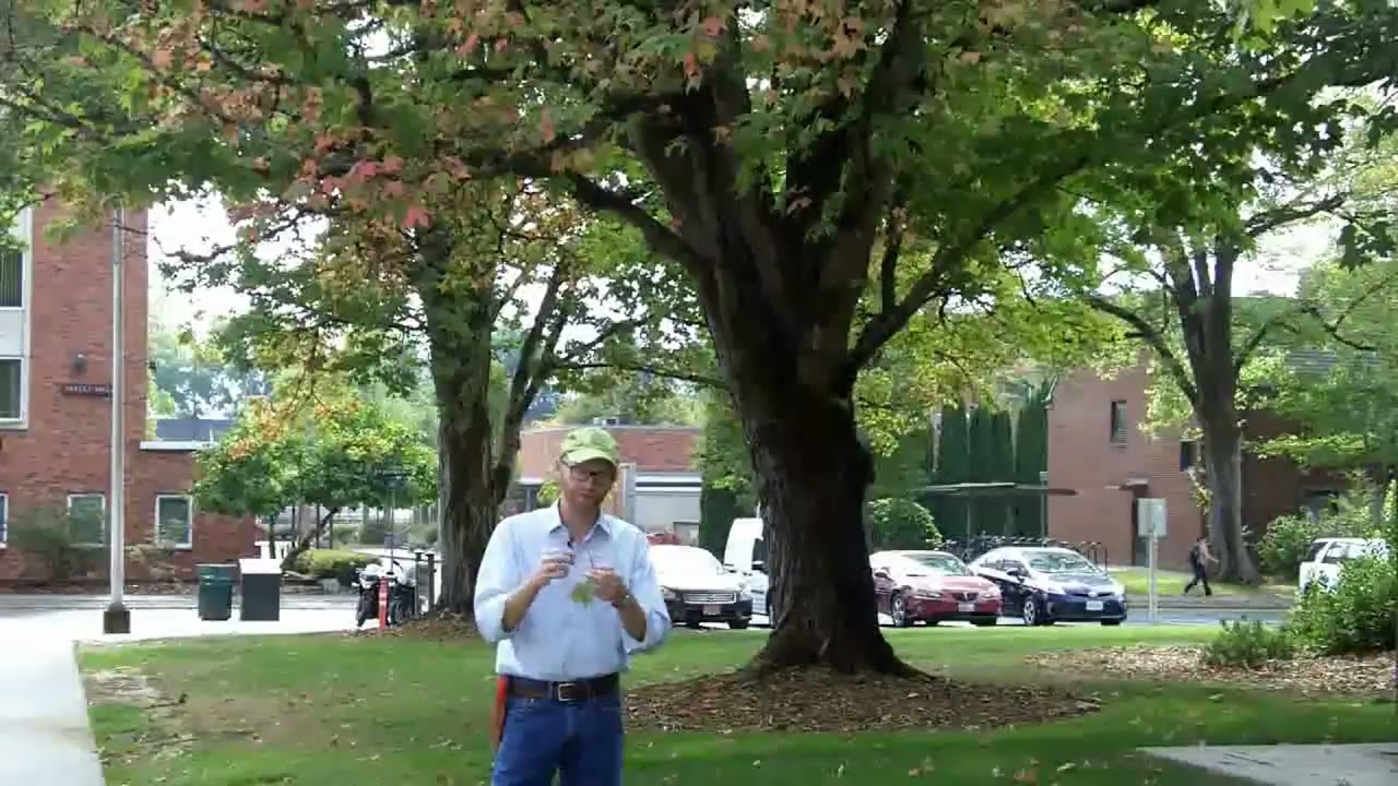 Sugar maple (Acer saccharum) - Plant Identification