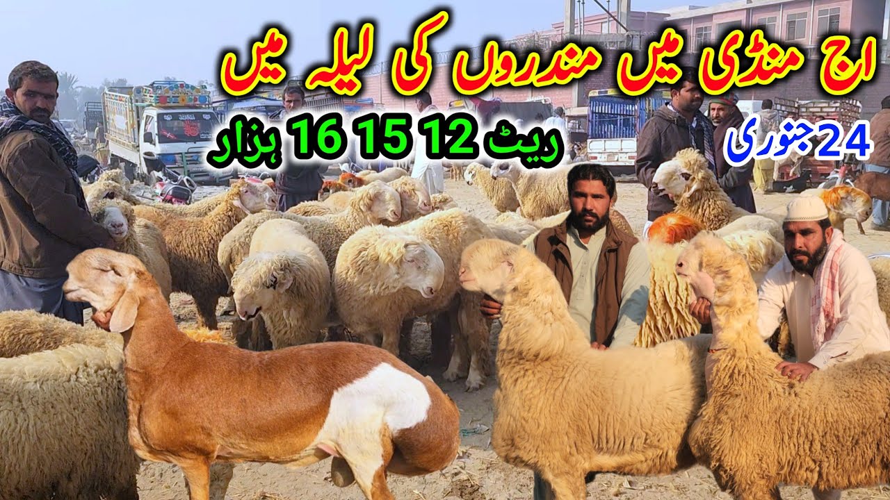 اج ہفتہ منڈی میں مندروں کی لیلامی ہیوی ویٹ مندرے زیرو سائز مندرے Malik imran goat farm 24January2026