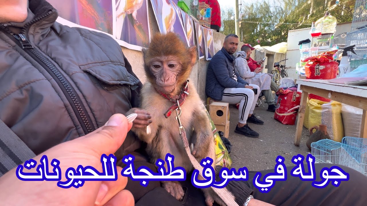 جولة في سوق طيور#tanger والحمام#  و  جولة معا للحيونات#طنجة