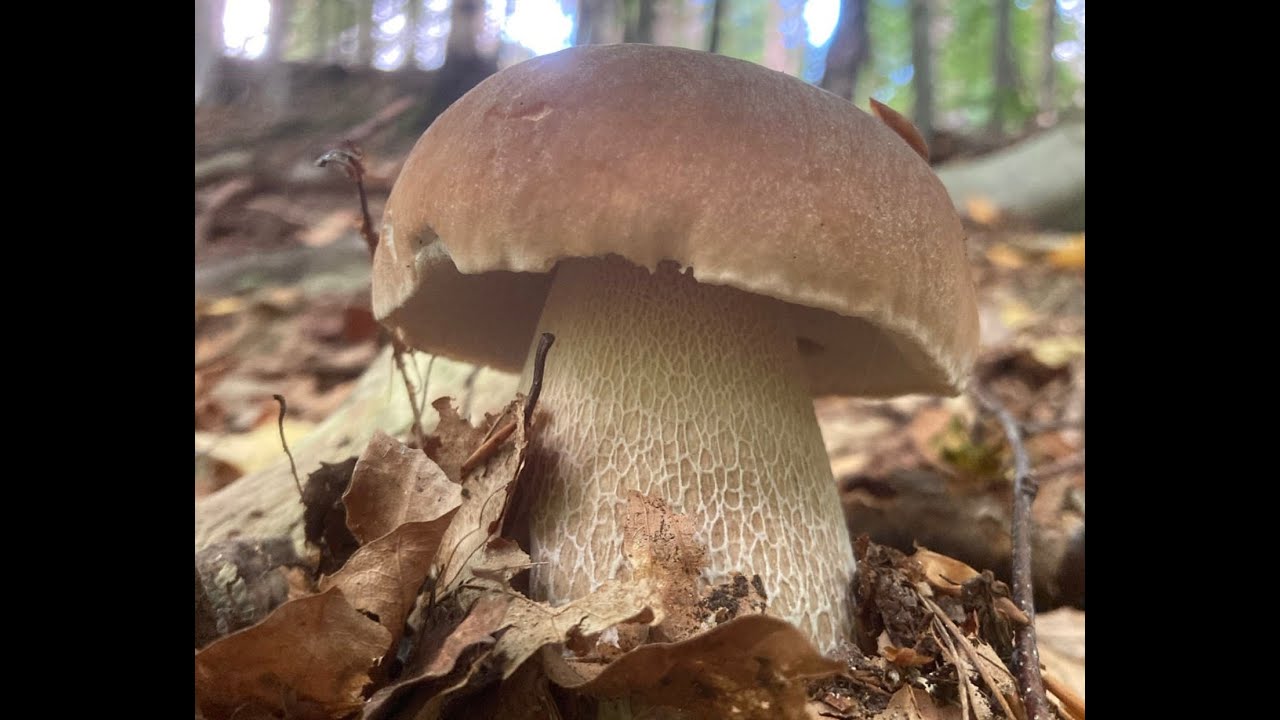 September Mushroom Foraging Course Highlights