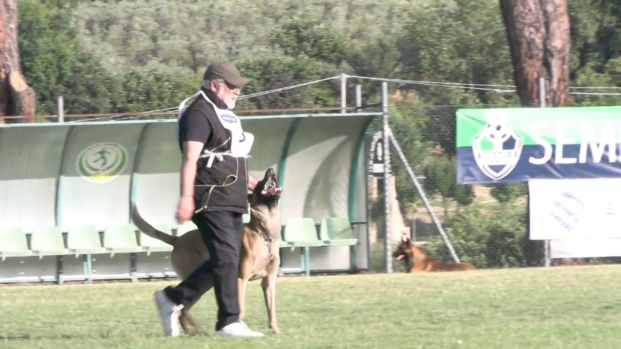 II SELEZIONE FCI 2025 FLORIS MASSIMO FASE B 75 - Sports Dogs - Il Meraviglioso mondo dell'IGP.