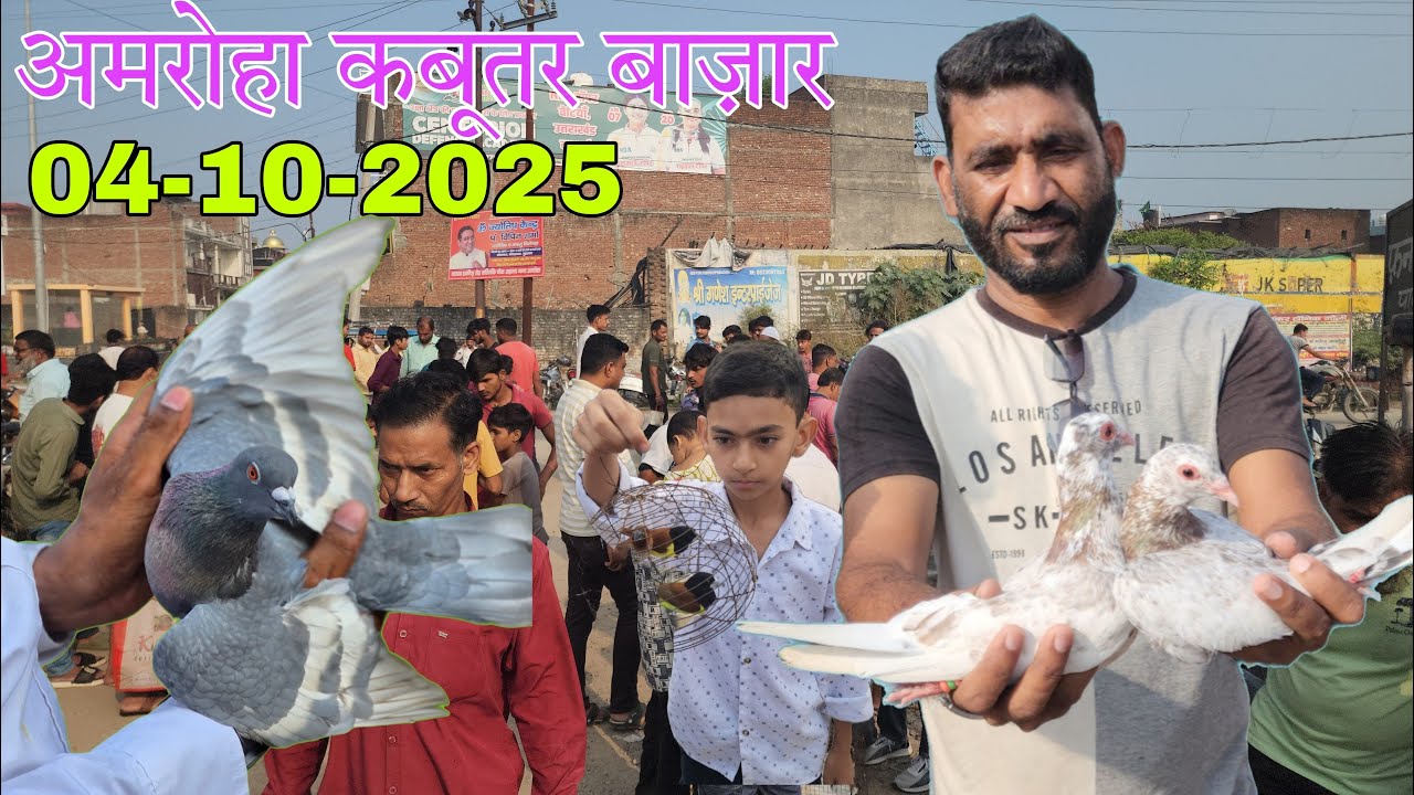 Amroha kabootar market 🕊️ 04-10-2025. अमरोहा कबूतर बाज़ार। Gola kabootar market