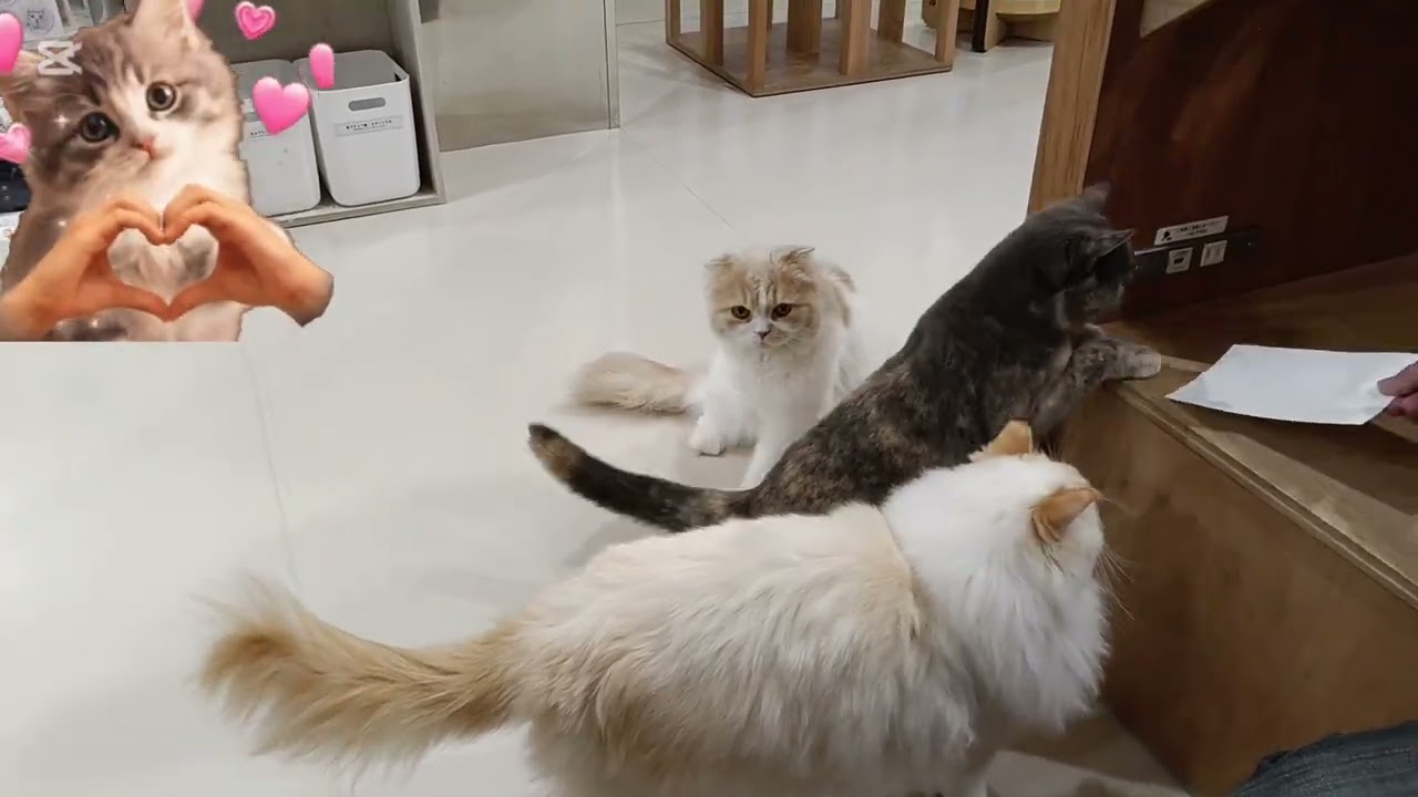猫施設入場してすぐの映像です。猫おもちゃじゃないけど猫オヤツ券で猫たちと遊ぶ妻です。なんでもかんでも利用する妻です　#cat #cute #猫のいる暮らし