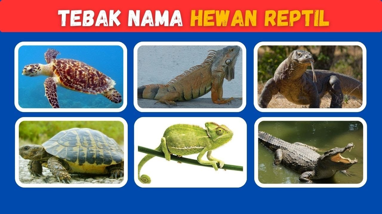 Tebak Reptil dari Gambarnya! Dijamin Bikin Otak Mikir!