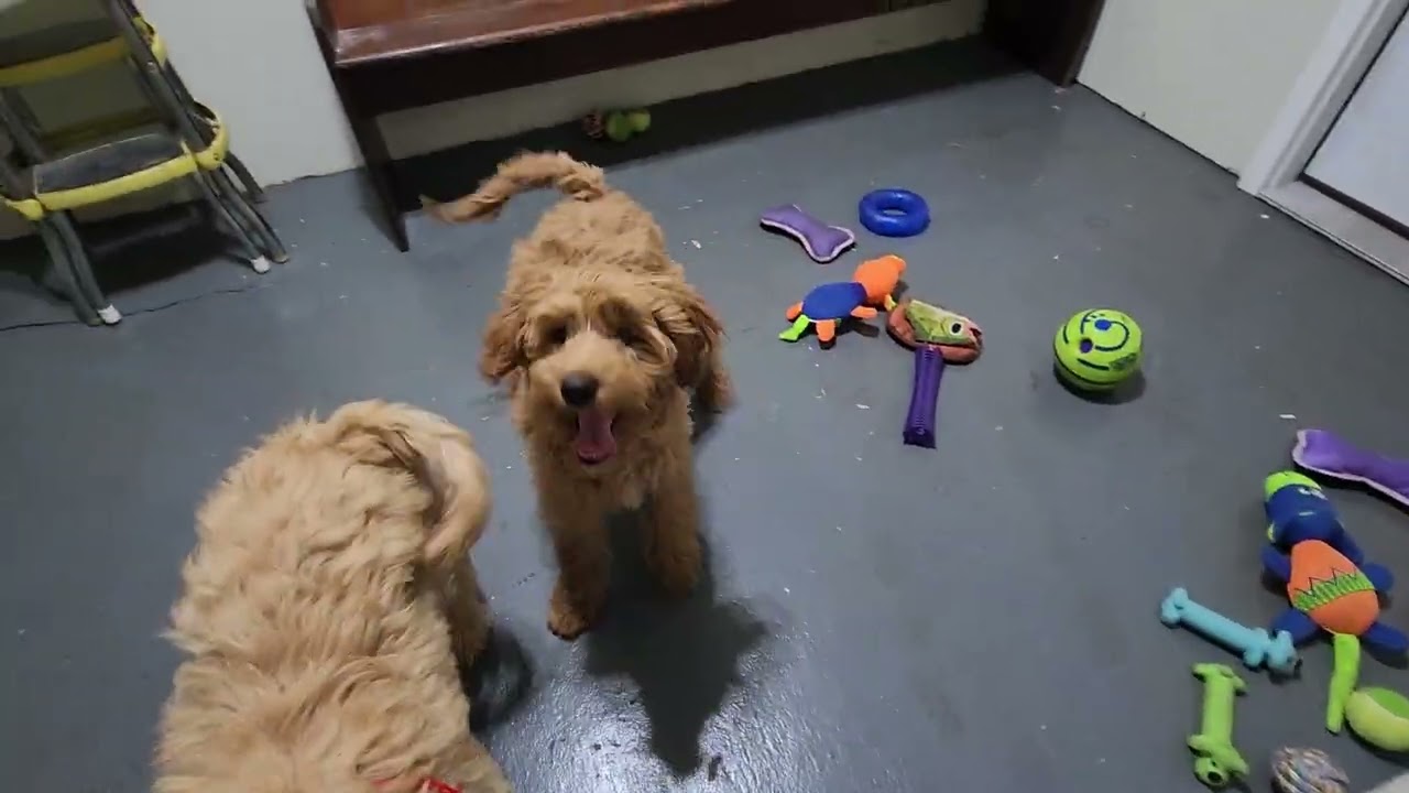 Trey & Scout-available