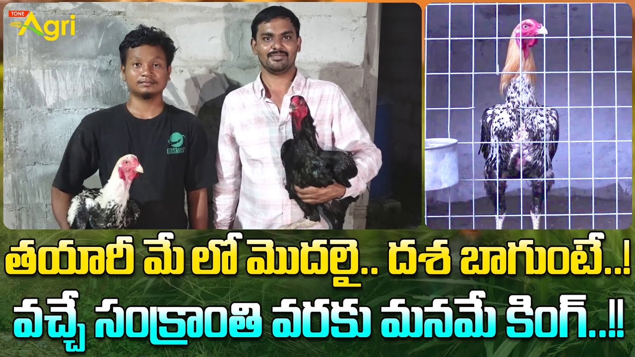 Pandem Kollu Farm | తయారీ మేలో మొదలై.. దశ బాగుంటే..! వచ్చే సంక్రాంతి వరకు మనమే కింగ్..!! Tone Agri