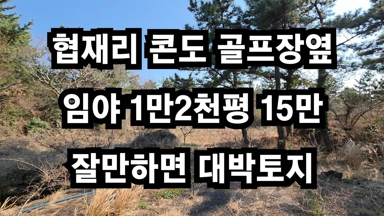 [경매] 제주시 한림읍 협재리 콘도 골프장옆 임야 1만2천평 15만 잘만하면 대박토지 010 4436 0401 #제주도 부동산 토지 매매 #급매물