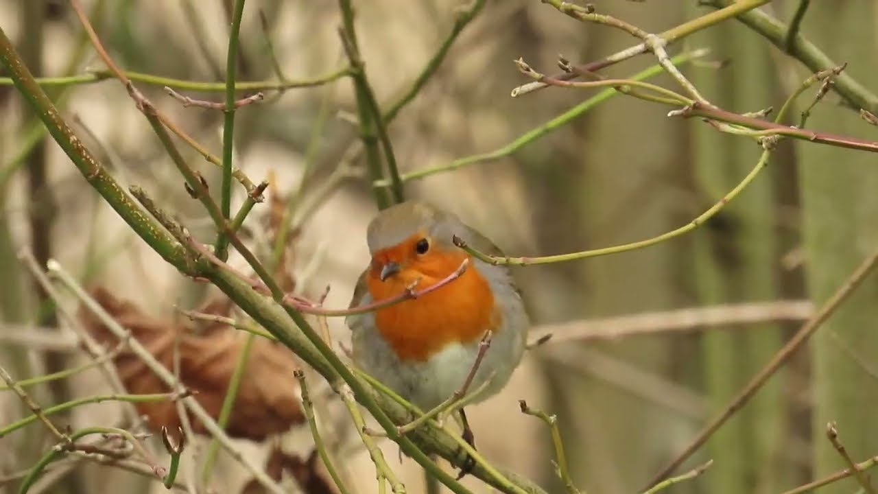 Nature, wildlife: Walthamstow Wetlands, London Wildlife Trust