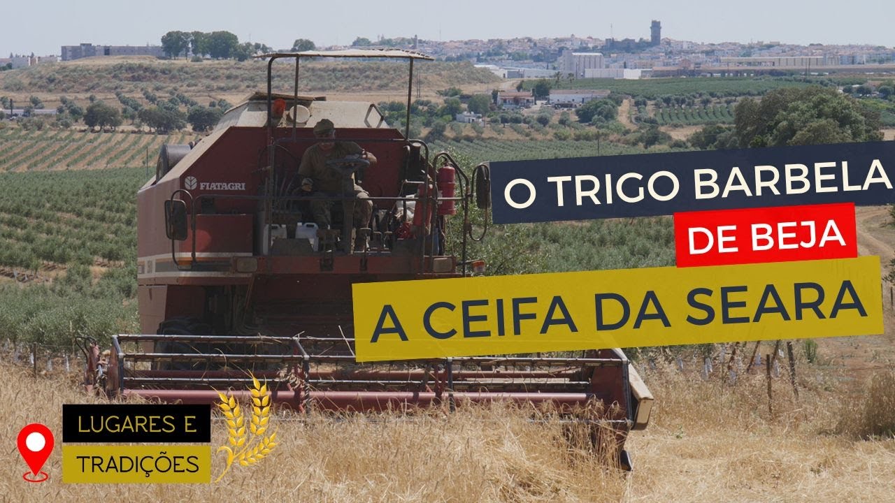 O trigo Barbela de Beja: anno II, a ceifa - Lugares e Tradi&ccedil;&otilde;es #35