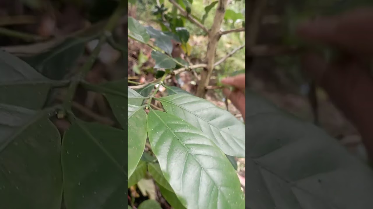 KOPI ARABIKA LUARBIASA