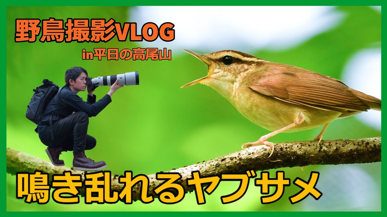 野鳥撮影Vlog 「ヤブサメの鳴き声轟く高尾山」| ガビチョウ、カケス、ウグイスなど | Asian stubtail , Birding in Japan shot on SONY a7Ⅳ
