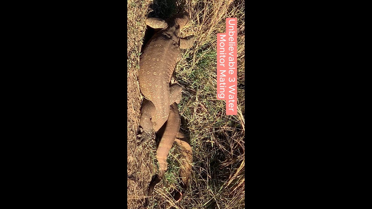 😳Rare Encounter: Unbelievable Trio of Water Monitors Mating Caught on Camera!