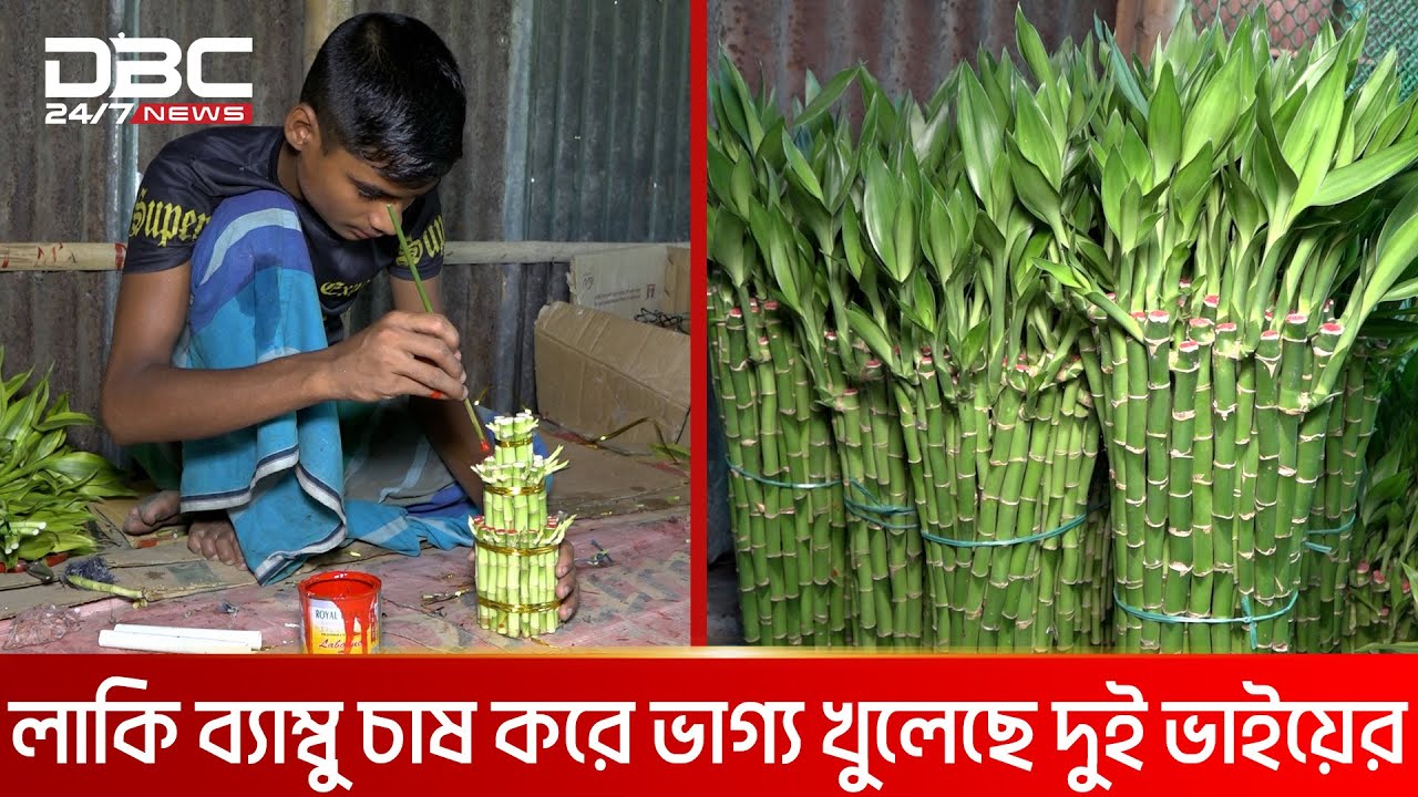 গাইবান্ধায় বানিজ্যিকভাবে চাষ হচ্ছে লাকি ব্যাম্বু | DBC NEWS Special