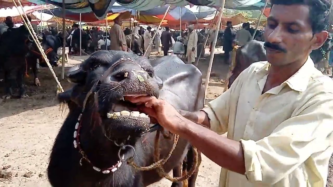 TOP CLASS BUFFALO PART2 KUNJAH MANDI GUJRAT LATEST UPDATES UTUBE PAKISTAN