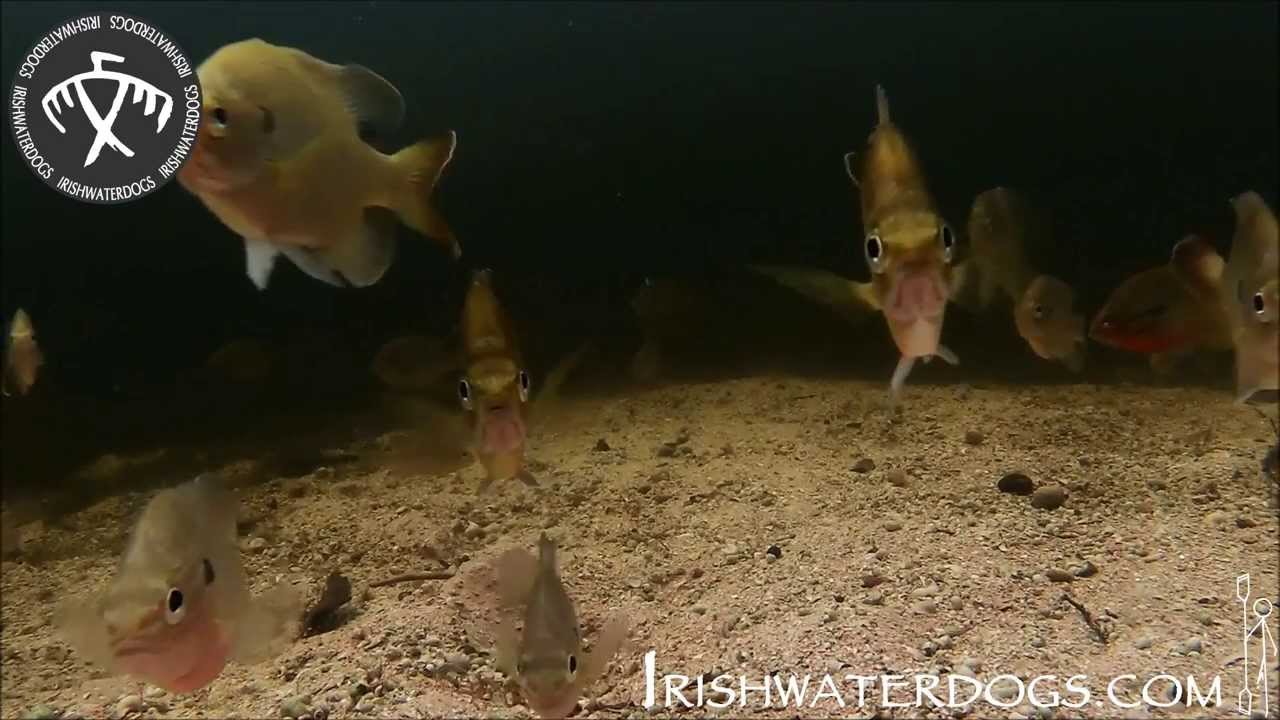 The Silver River, Florida. IRISHWATERDOGS. Beneath the surface.